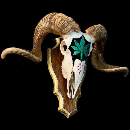 جمجمه قوچ Ram skull