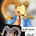 شاخ جمجمه قوچ وحشی اوریال