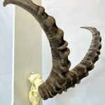 جمجمه و شاخ پازن ایبکس سیبری