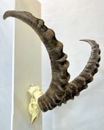 جمجمه و شاخ پازن ایبکس سیبری
