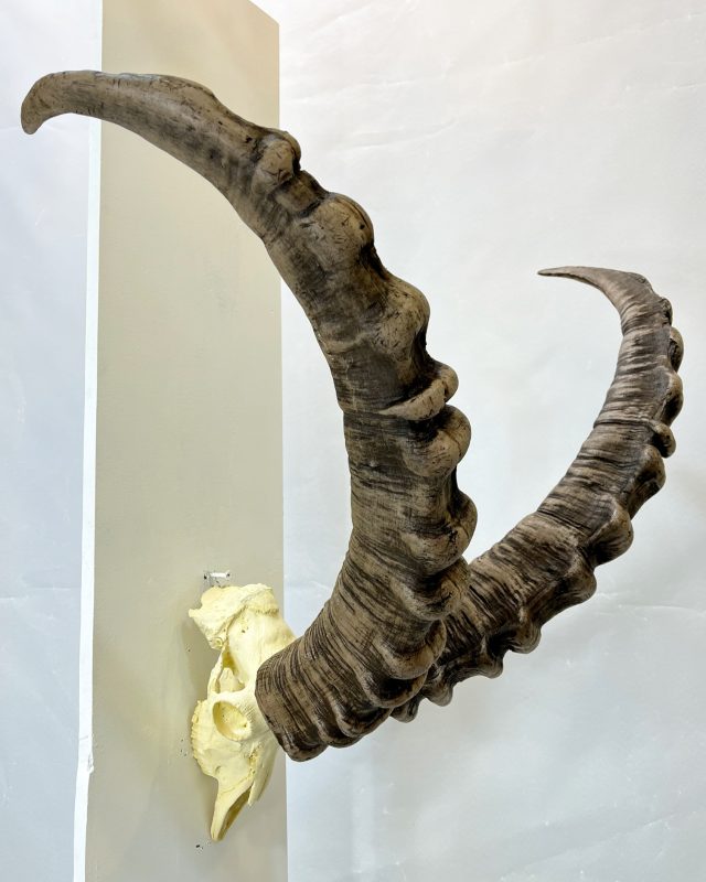 جمجمه و شاخ پازن ایبکس سیبری