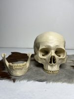 جمجمه انسان مدل دو قسمتی رنگ سفید استخوانی skull-human-model-1 - Image 3
