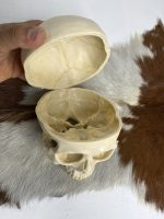 جمجمه انسان مدل پیشانی باز (سه قسمتی) رنگ سفید طبیعی  skull-human-model-2 - Image 17