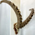 جمجمه و شاخ پازن ایبکس سیبری