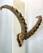 جمجمه و شاخ پازن ایبکس سیبری