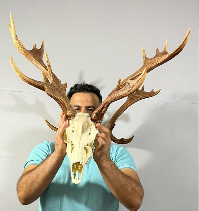 جمجمه و شاخ گوزن زرد ایرانی
