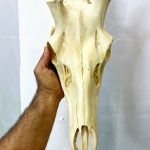 جمجمه تنها گوزن مرال  – maral-model-2