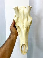 جمجمه تنها گوزن مرال  – maral-model-2