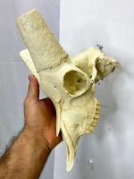 جمجمه پازن
