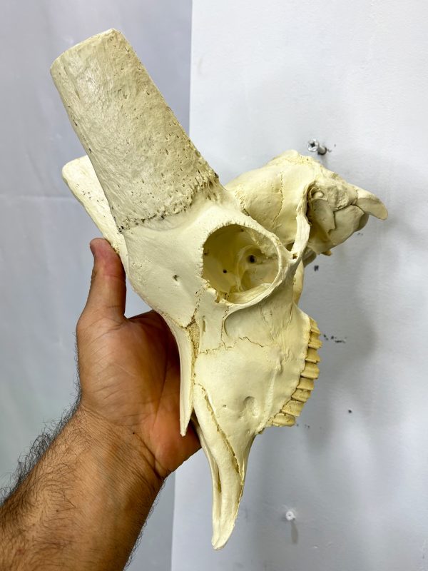 جمجمه پازن