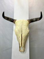 جمجمه طبیعی گاو