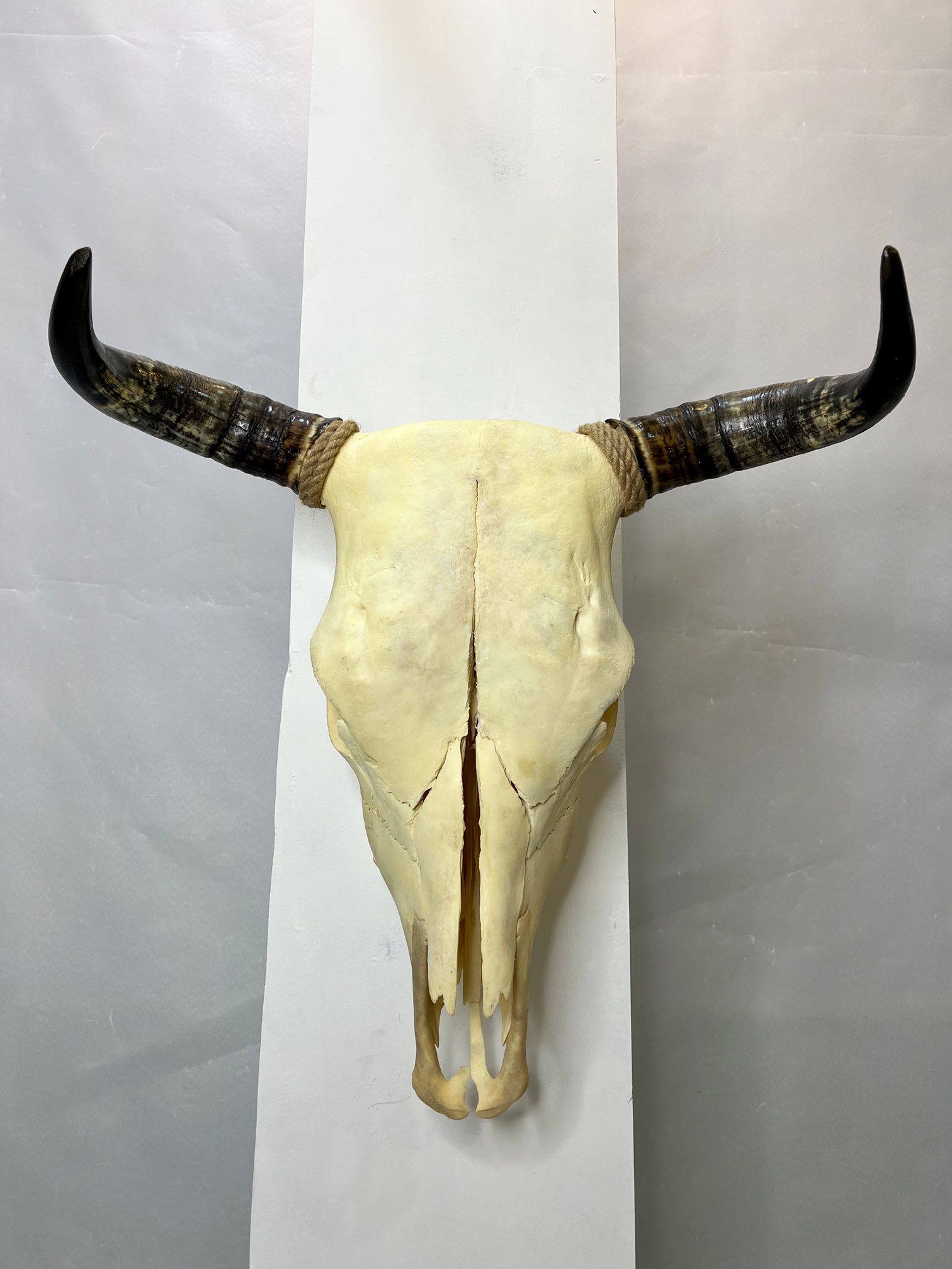 جمجمه طبیعی گاو جمجمه طبیعی گاو
