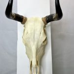 جمجمه طبیعی گاو