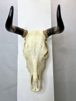 جمجمه طبیعی گاو