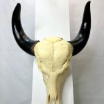 جمجمه و شاخ طبیعی گاو مدل 203- cow-model-203