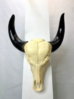 جمجمه و شاخ طبیعی گاو مدل 203- cow-model-203