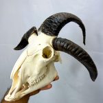 جمجمه و شاخ قوچ طبیعی چهار شاخ