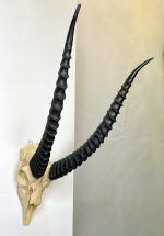 جمجمه و شاخ آهو تامسون آفریقایی مدل شاخ مشکی - Gazella-model-2 - Image 2