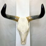 جمجمه و شاخ طبیعی گاو هندی