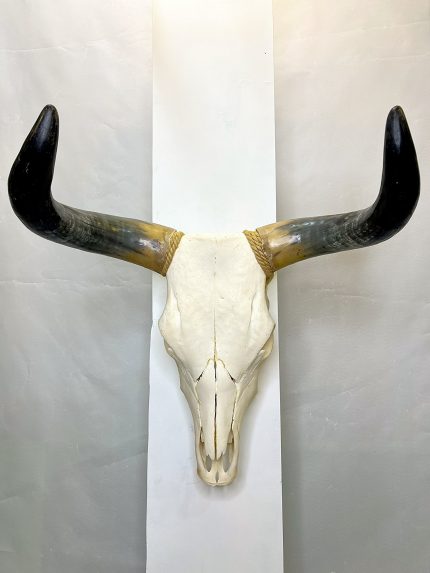 جمجمه و شاخ طبیعی گاو هندی