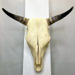 جمجمه و شاخ گاو