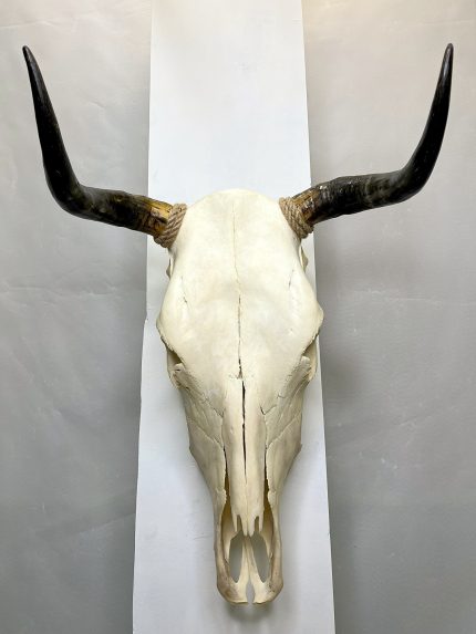 جمجمه و شاخ گاو
