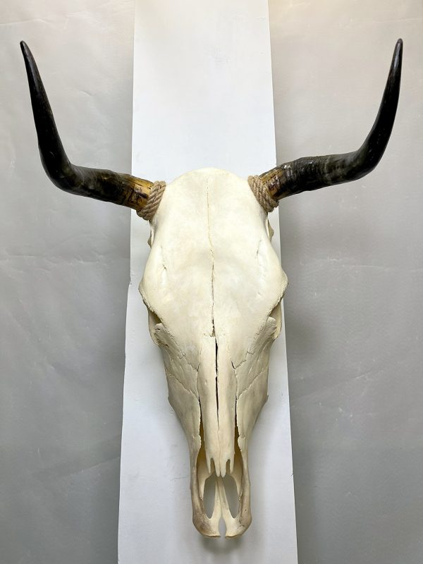 جمجمه و شاخ گاو