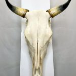 جمجمه و شاخ گاو