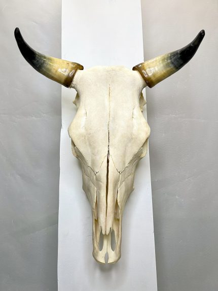 جمجمه و شاخ گاو