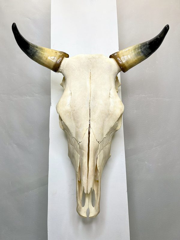 جمجمه و شاخ گاو