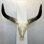 جمجمه و شاخ گاو هندی