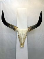 جمجمه و شاخ گاو هندی
