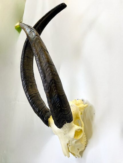 جمجمه و شاخ کل