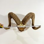شاخ و جمجمه قوچ آرگالی تاجیکستان-argali-model-1 - Image 2