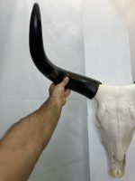 جمجمه و شاخ طبیعی گاو