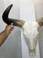 جمجمه و شاخ طبیعی گاو