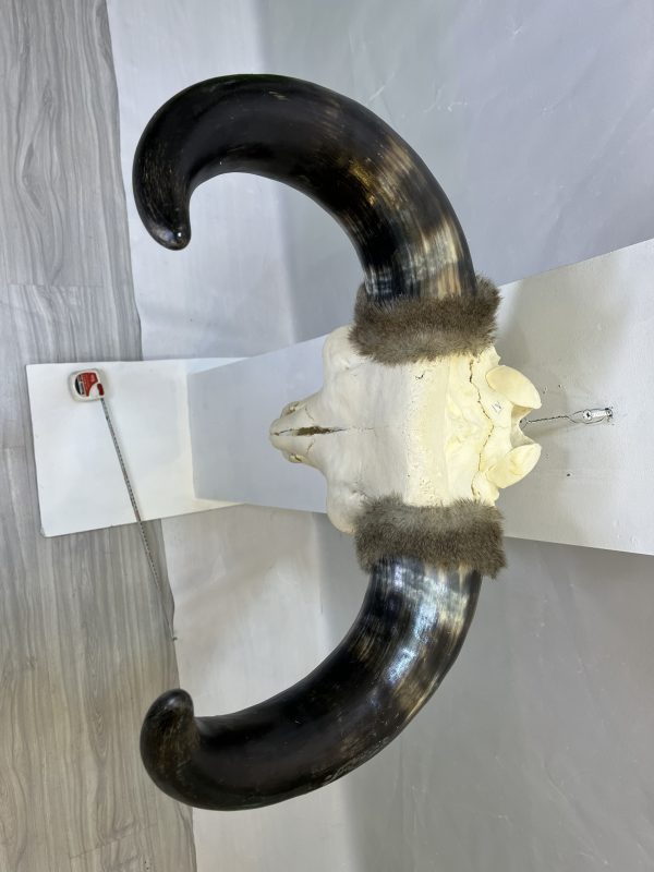 جمجمه و شاخ طبیعی گاو
