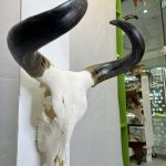 جمجمه و شاخ طبیعی گاو