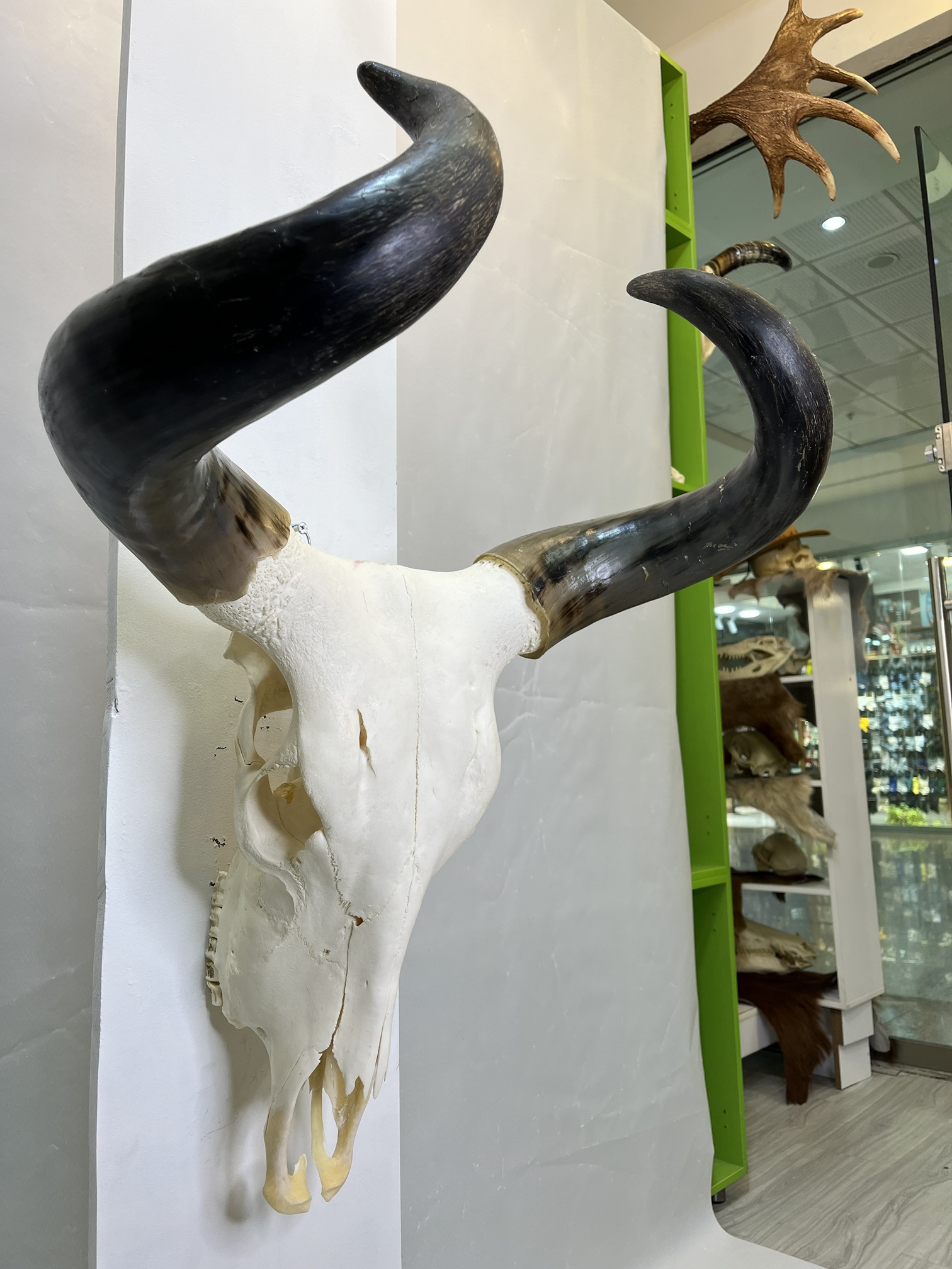 جمجمه و شاخ طبیعی گاو جمجمه و شاخ طبیعی گاو