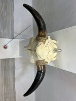 جمجمه و شاخ طبیعی گاو