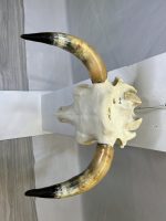 جمجمه و شاخ طبیعی گاو