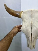 جمجمه و شاخ طبیعی گاو
