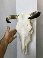 جمجمه و شاخ طبیعی گاو
