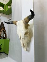 جمجمه و شاخ طبیعی گاو