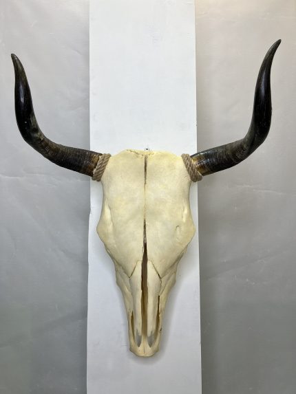 جمجمه و شاخ طبیعی گاو
