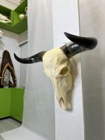 جمجمه و شاخ طبیعی گاو