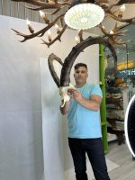 جمجمه و شاخ طبیعی پازن کل وحشی