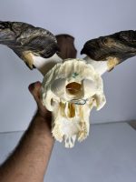جمجمه و شاخ کل اهلی Goat-model-6 - Image 2