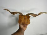 پیشانی جمجمه و شاخ بز اهلی Goat-model-4 - Image 2
