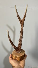 استند شاخ گوزن
